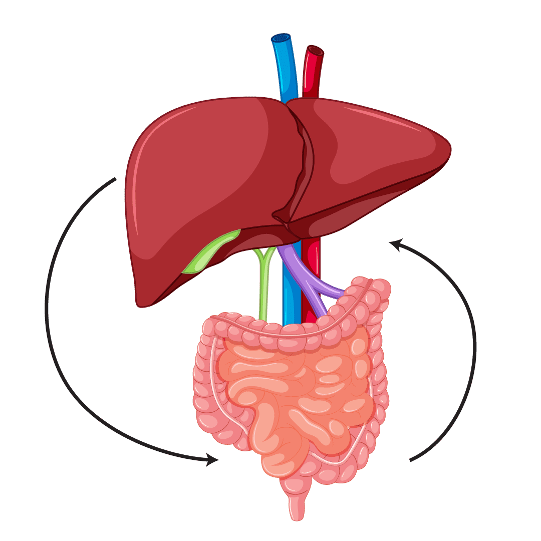 Gut Liver Axis Communication Diagram