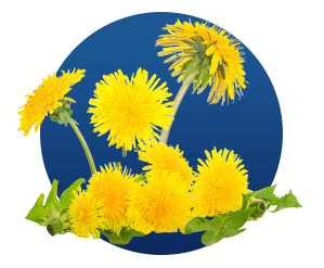 Dandelion Root Extract