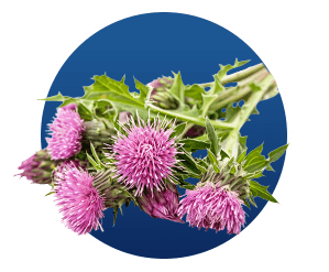 Milk Thistle Extract