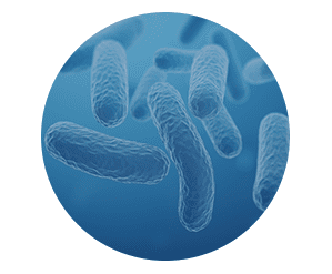 Probiotic Blend