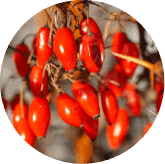 Antioxidant Botanical Complex