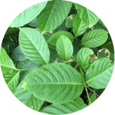 Oleuropein Olive Leaf