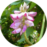 Marine Fucoxanthin & Fucoidan